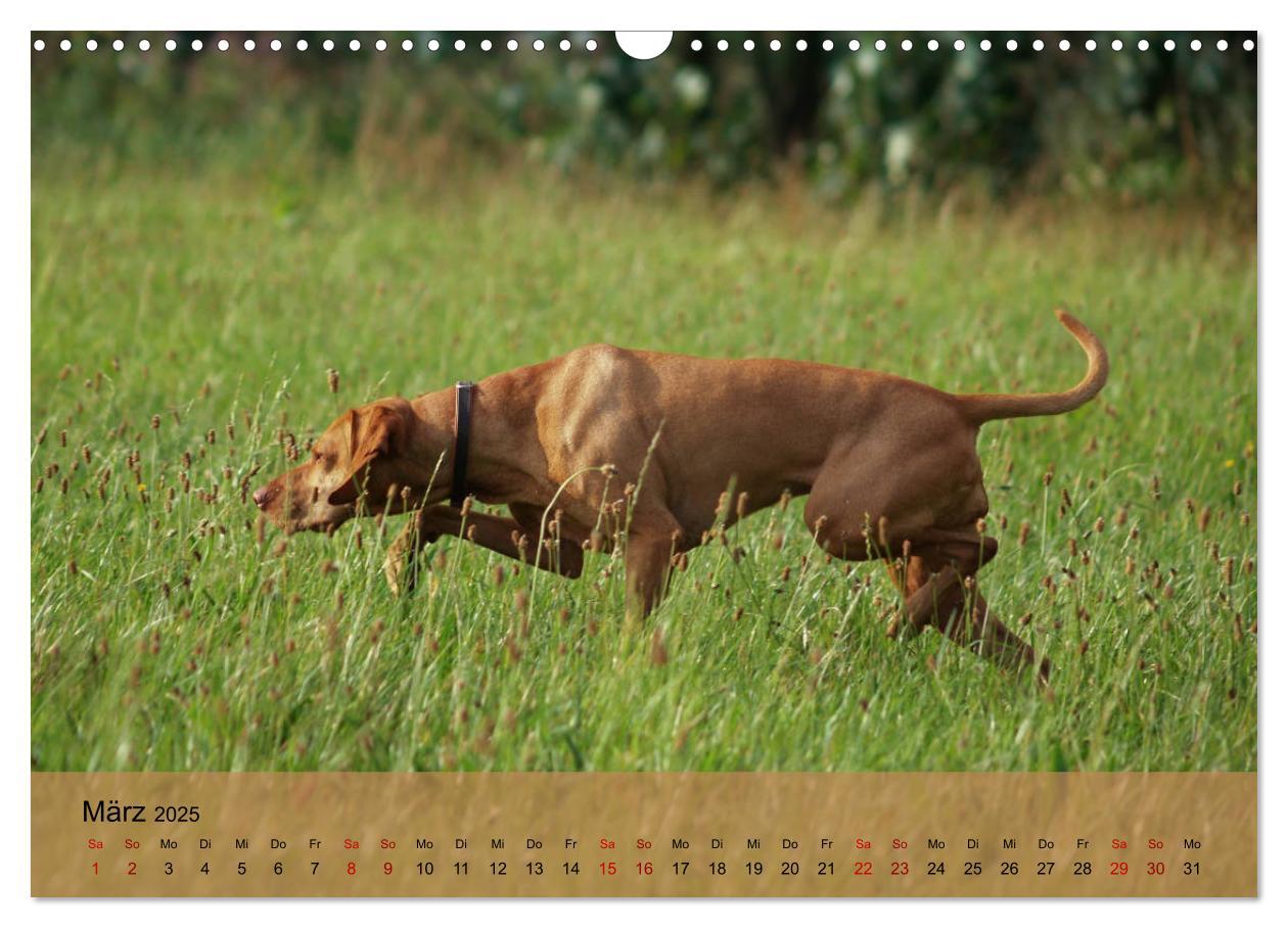 Bild: 9783435307432 | Magyar Vizsla - Ungarischer Vorstehhund (Wandkalender 2025 DIN A3...