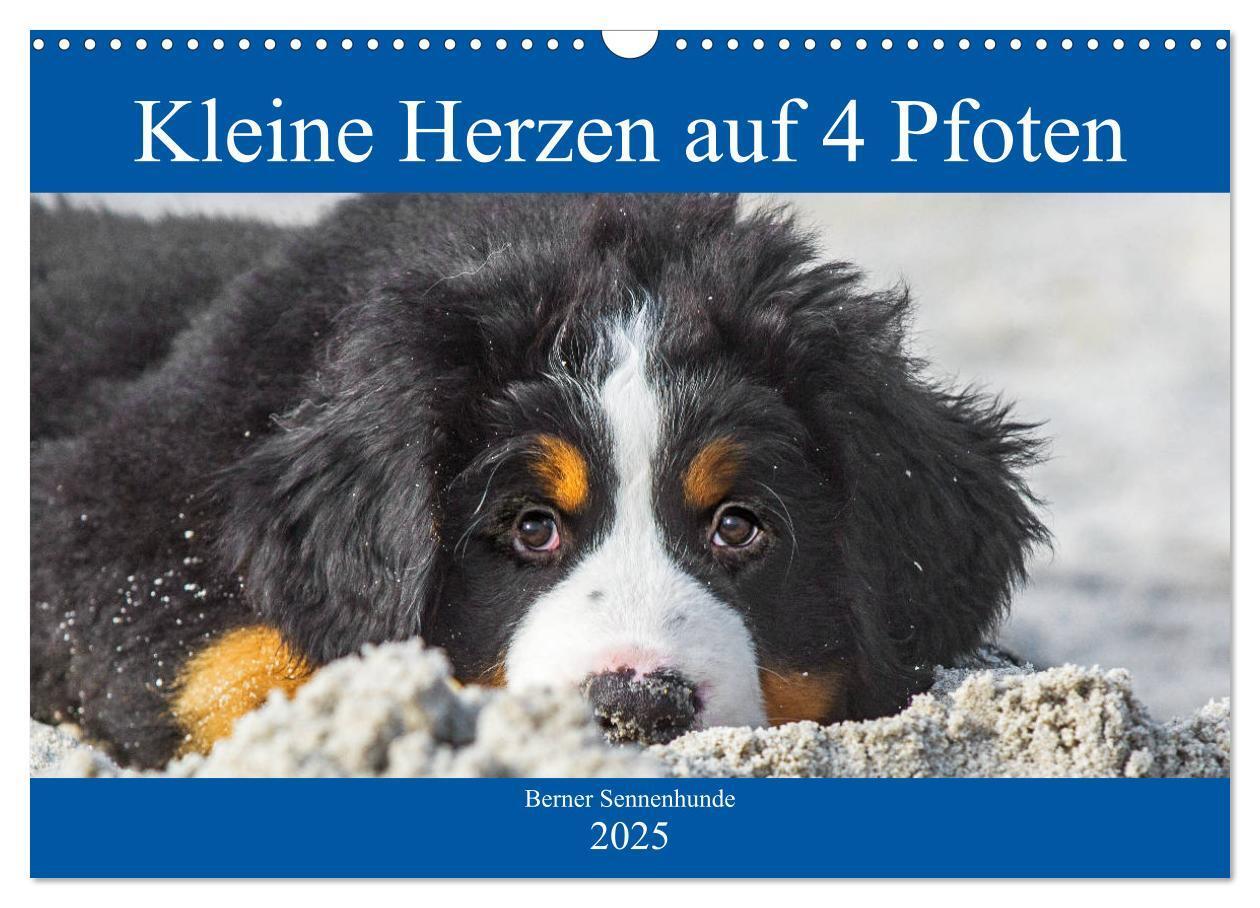 Cover: 9783435215331 | Kleine Herzen auf 4 Pfoten - Berner Sennenhunde (Wandkalender 2025...