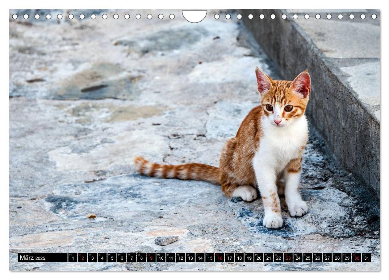 Bild: 9783435759712 | Griechische Katzen (Wandkalender 2025 DIN A4 quer), CALVENDO...