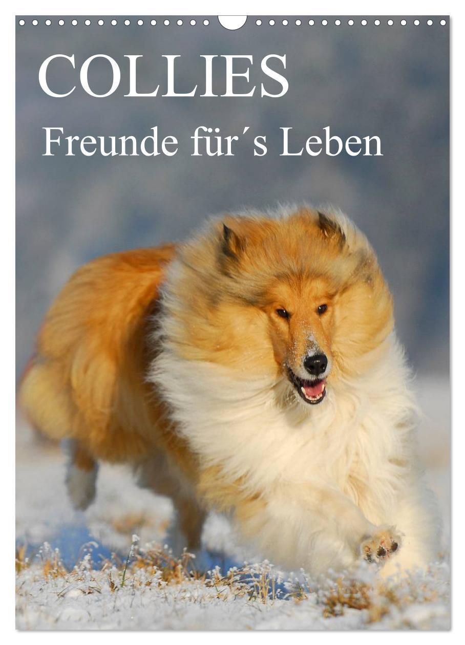 Cover: 9783383356049 | Collies - Freunde für´s Leben (Wandkalender 2024 DIN A3 hoch),...