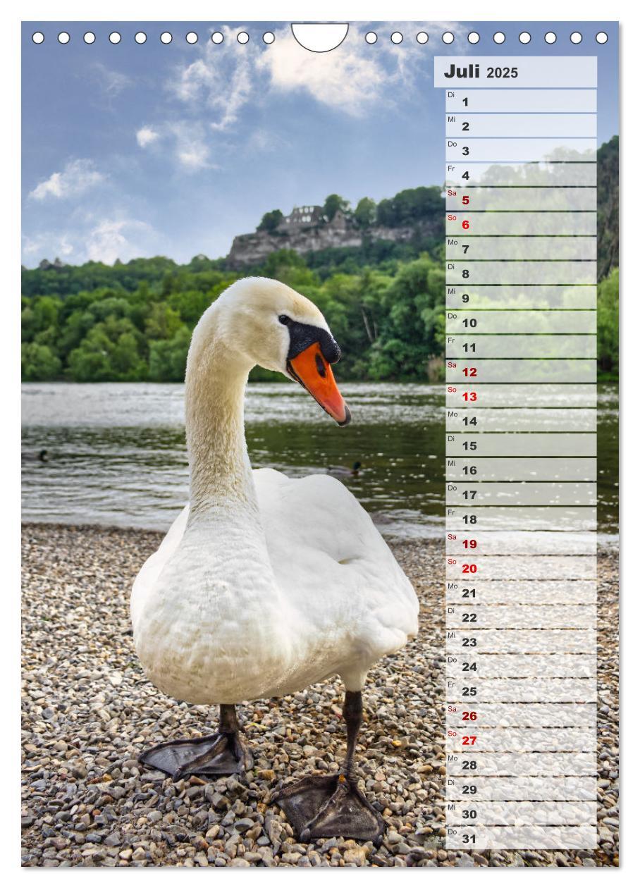 Bild: 9783435864980 | Stolze Schwäne (Wandkalender 2025 DIN A4 hoch), CALVENDO...