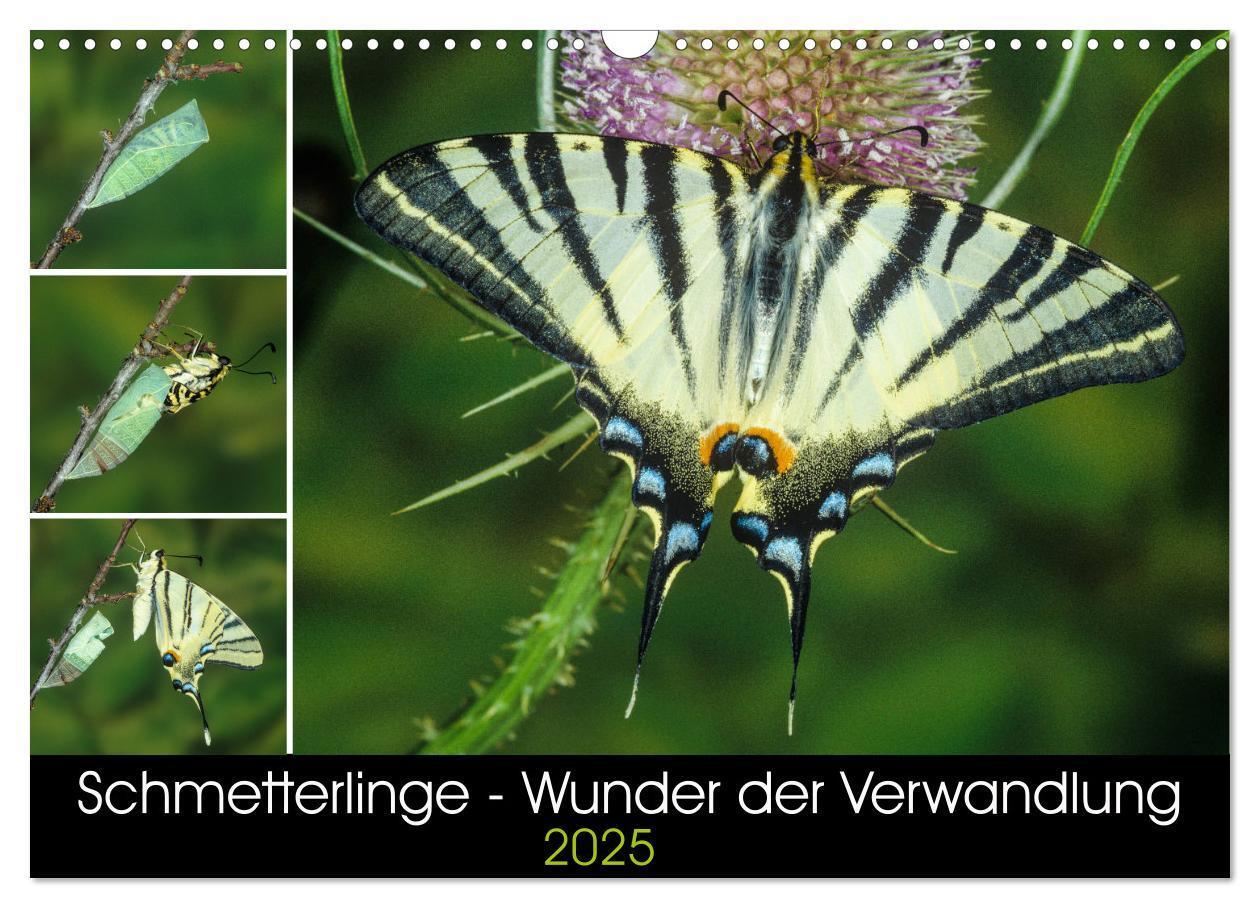 Cover: 9783435386376 | Schmetterlinge - Wunder der Verwandlung (Wandkalender 2025 DIN A3...