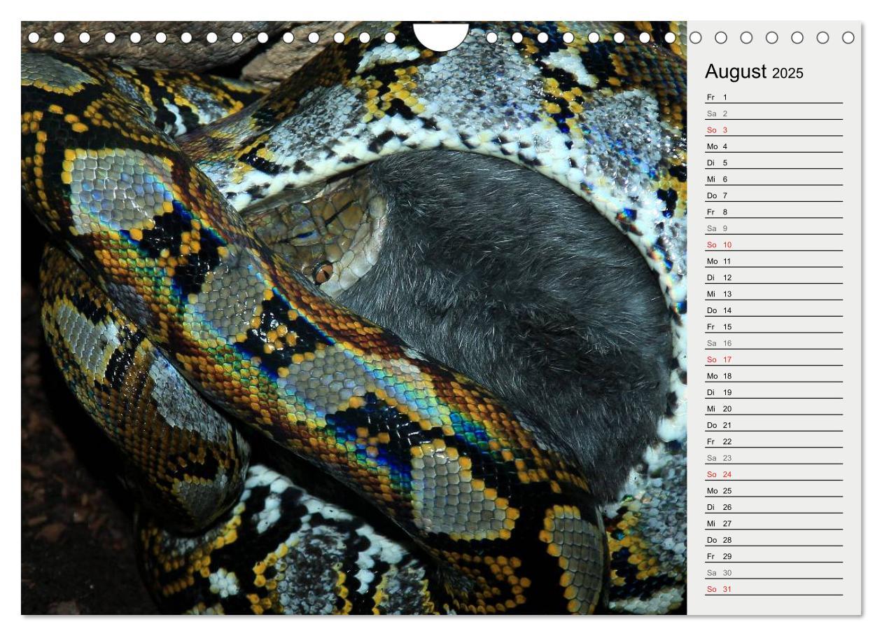 Bild: 9783435383061 | Gefährliche Schlangen (Wandkalender 2025 DIN A4 quer), CALVENDO...