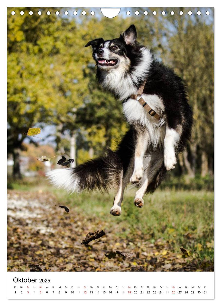 Bild: 9783457061046 | Australian Shepherd ¿ Mit dem Aussie unterwegs (Wandkalender 2025...