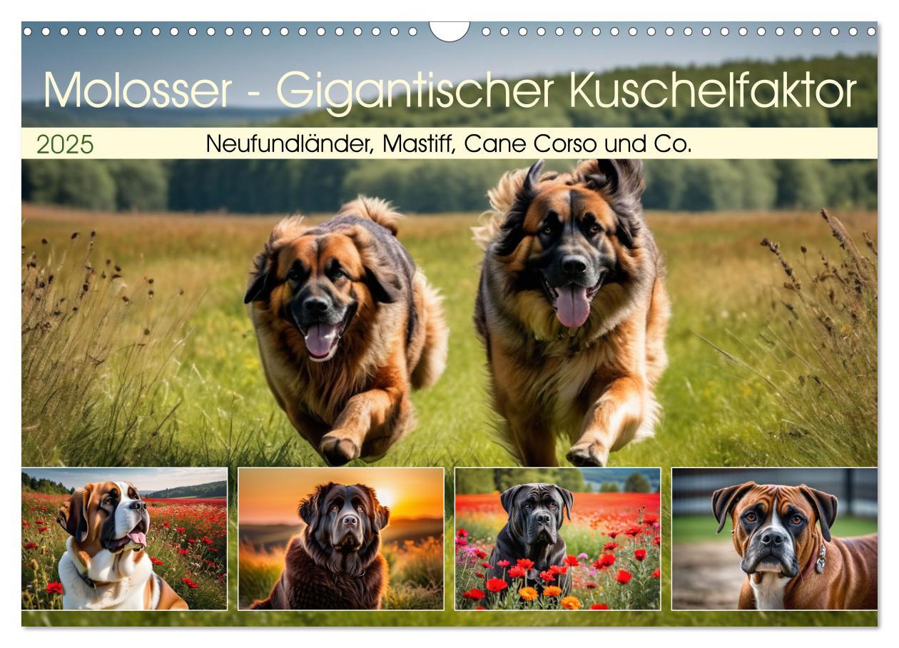 Cover: 9783457148006 | Molosser - Gigantischer Kuschelfaktor (Wandkalender 2025 DIN A3...