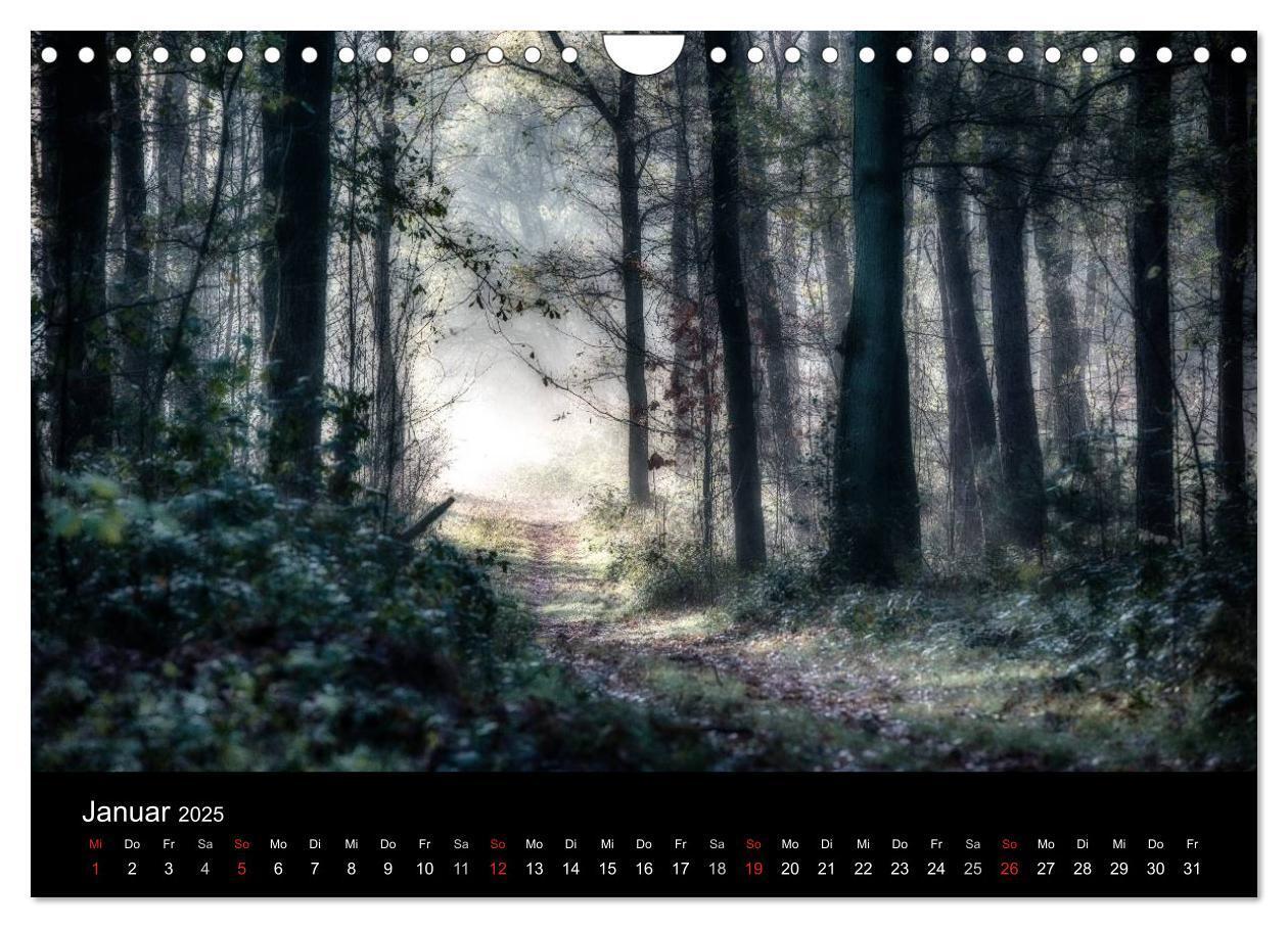 Bild: 9783435501502 | Mystische Wälder (Wandkalender 2025 DIN A4 quer), CALVENDO...