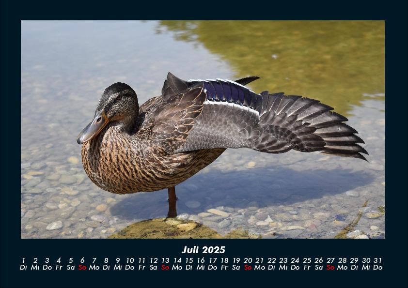 Bild: 9783755990550 | Enten 2025 Fotokalender DIN A4 | Tobias Becker | Kalender | Kalender