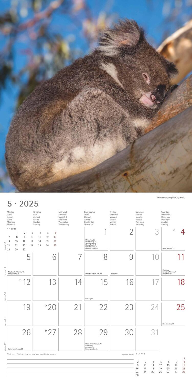 Bild: 4251732340759 | Koalas 2025 - Broschürenkalender 30x30 cm (30x60 geöffnet) -...