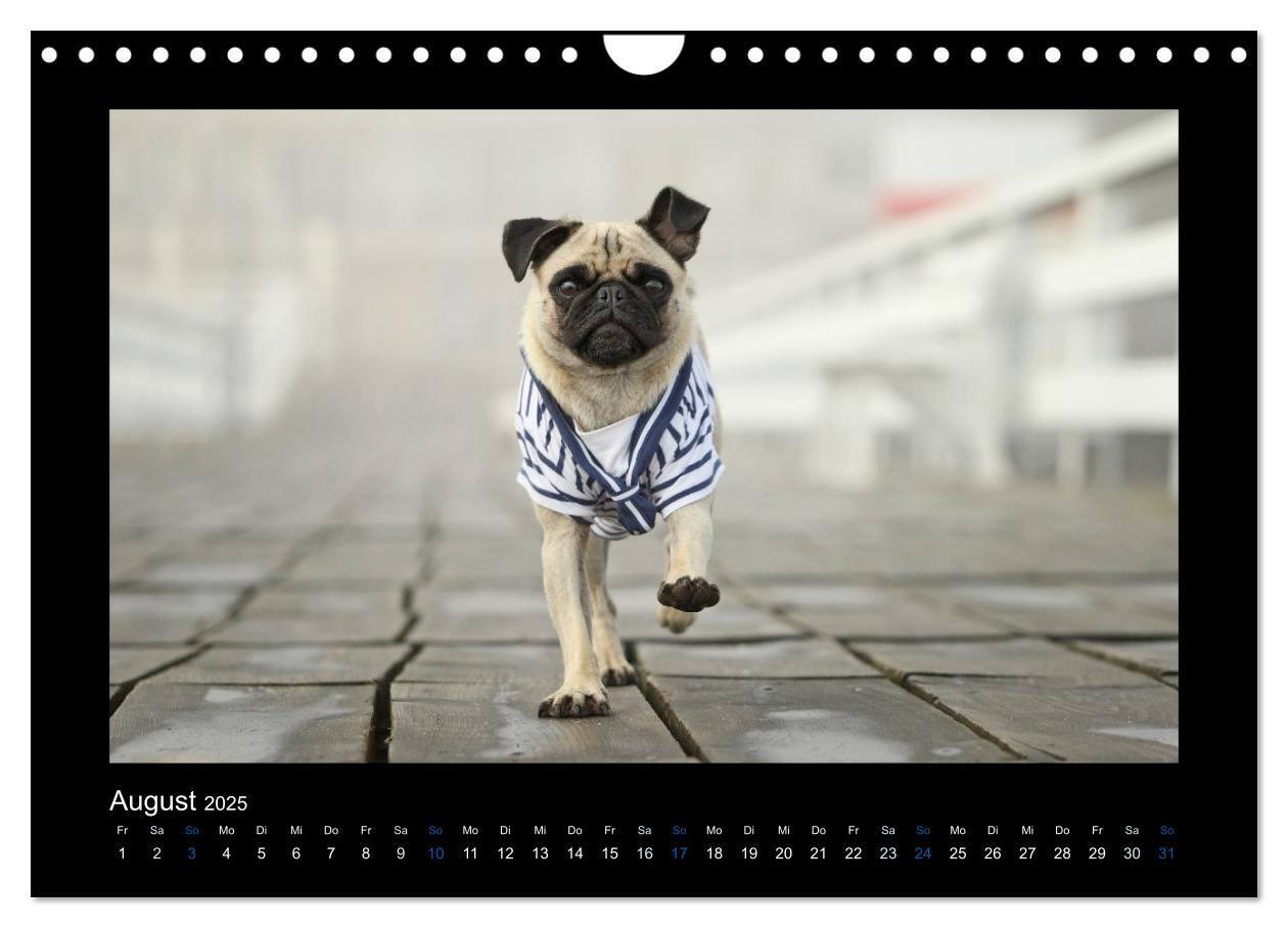 Bild: 9783435645725 | Der Feldfurchen-Mops (Wandkalender 2025 DIN A4 quer), CALVENDO...