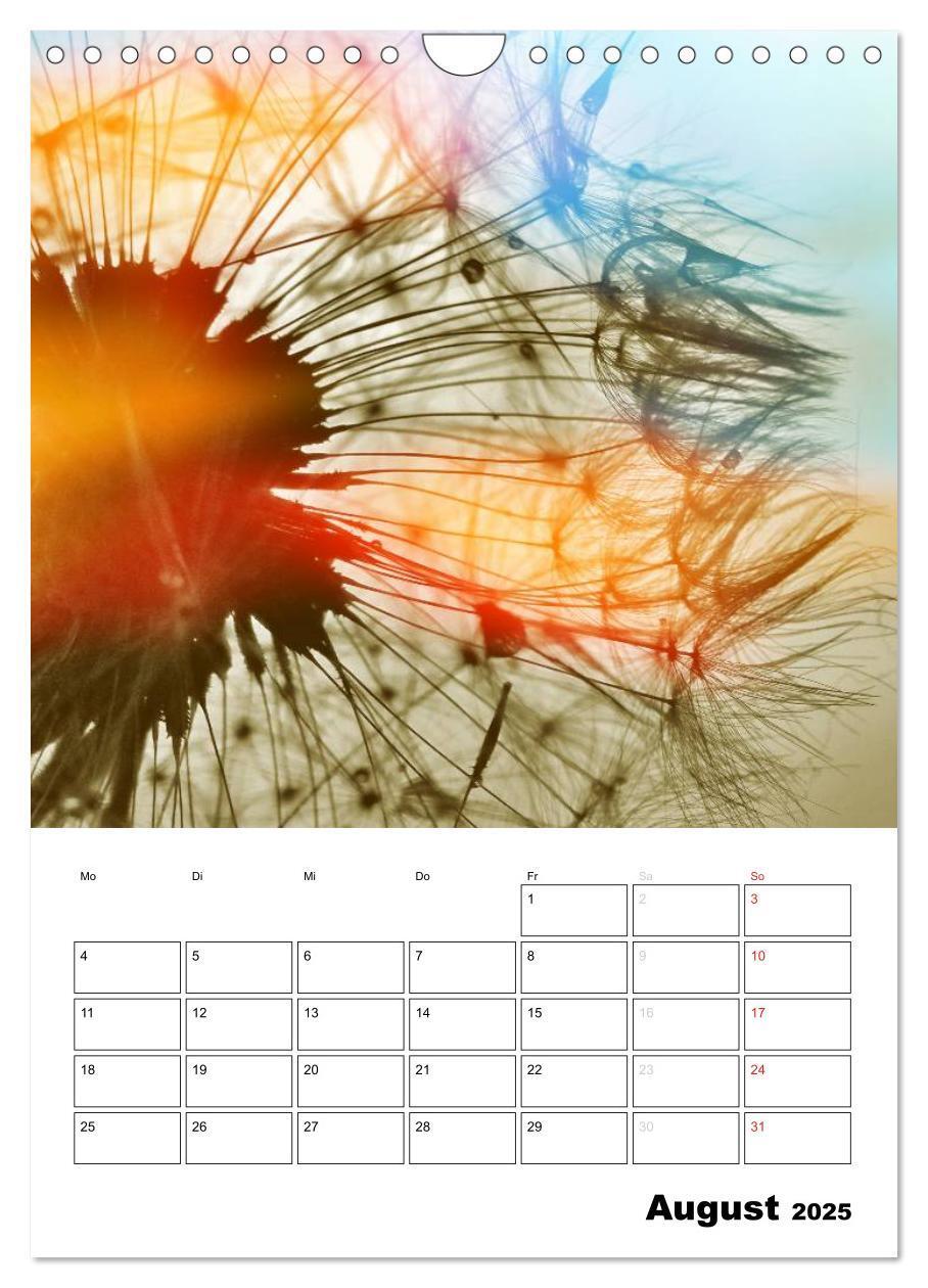 Bild: 9783457068762 | Pusteblumentraum - Dreams of Dandelion (Wandkalender 2025 DIN A4...