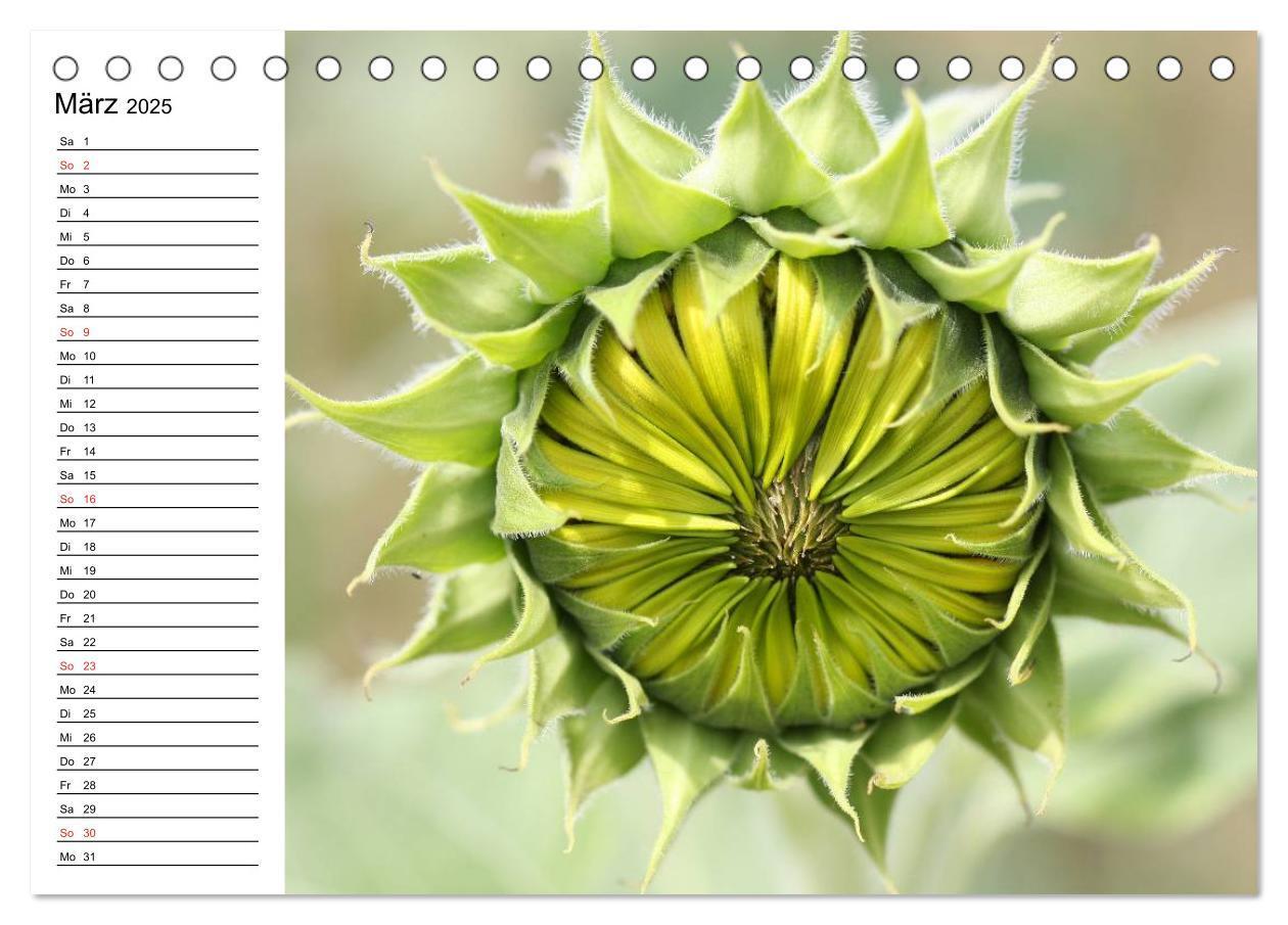 Bild: 9783435537150 | Sonnenblumen Impressionen (Tischkalender 2025 DIN A5 quer),...