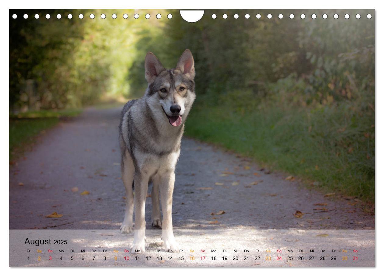 Bild: 9783435422081 | Wolfshunde 2025 (Wandkalender 2025 DIN A4 quer), CALVENDO...