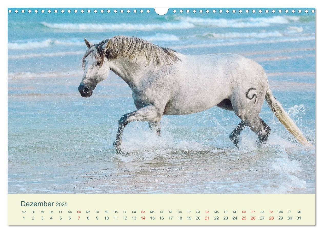 Bild: 9783435215614 | PFERDE &amp; MEER (Wandkalender 2025 DIN A3 quer), CALVENDO Monatskalender