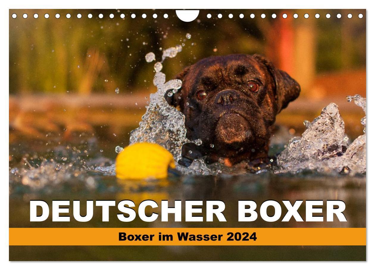 Cover: 9783675702271 | Deutscher Boxer - Boxer im Wasser 2024 (Wandkalender 2024 DIN A4...