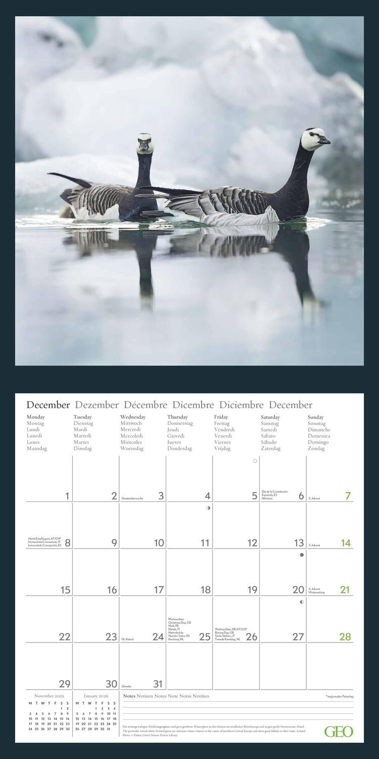 Bild: 4002725988621 | GEO Amazing Nature 2025 - Wand-Kalender - Broschüren-Kalender -...
