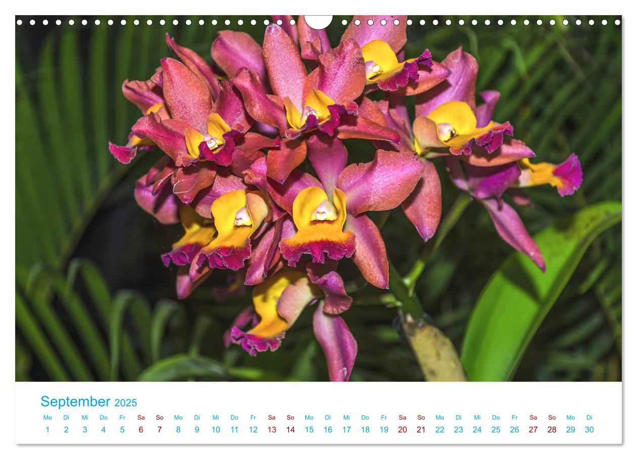 Bild: 9783435285501 | Die Königin der Blumenwelt, die Orchidee (Wandkalender 2025 DIN A3...