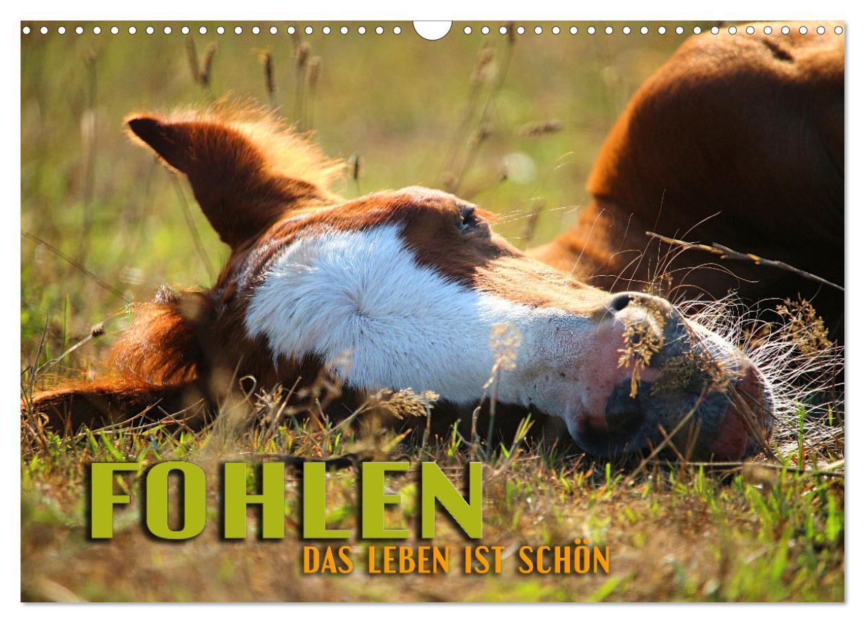 Cover: 9783435090259 | Fohlen - das Leben ist schön (Wandkalender 2025 DIN A3 quer),...