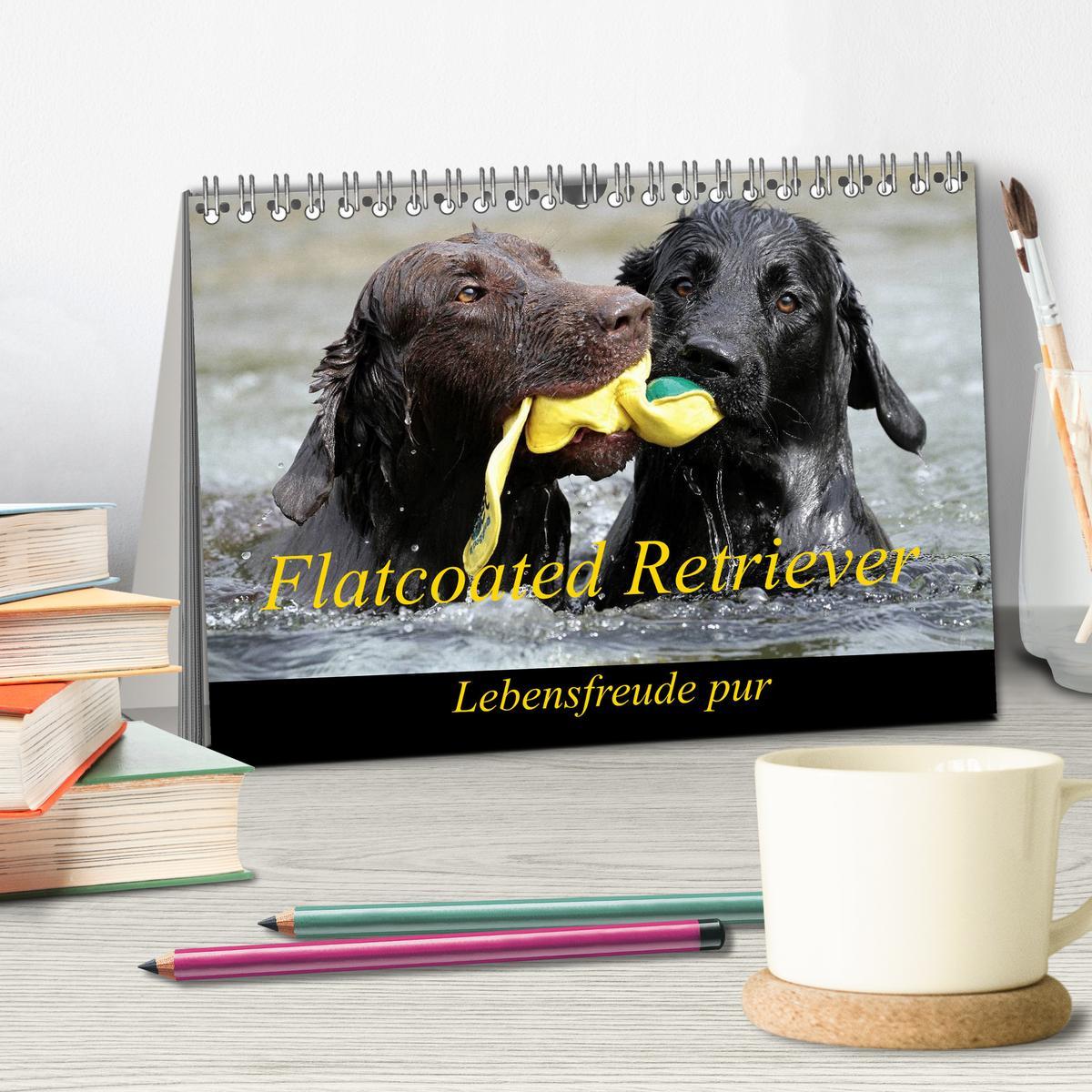 Bild: 9783435722136 | Flatcoated Retriever (Tischkalender 2025 DIN A5 quer), CALVENDO...