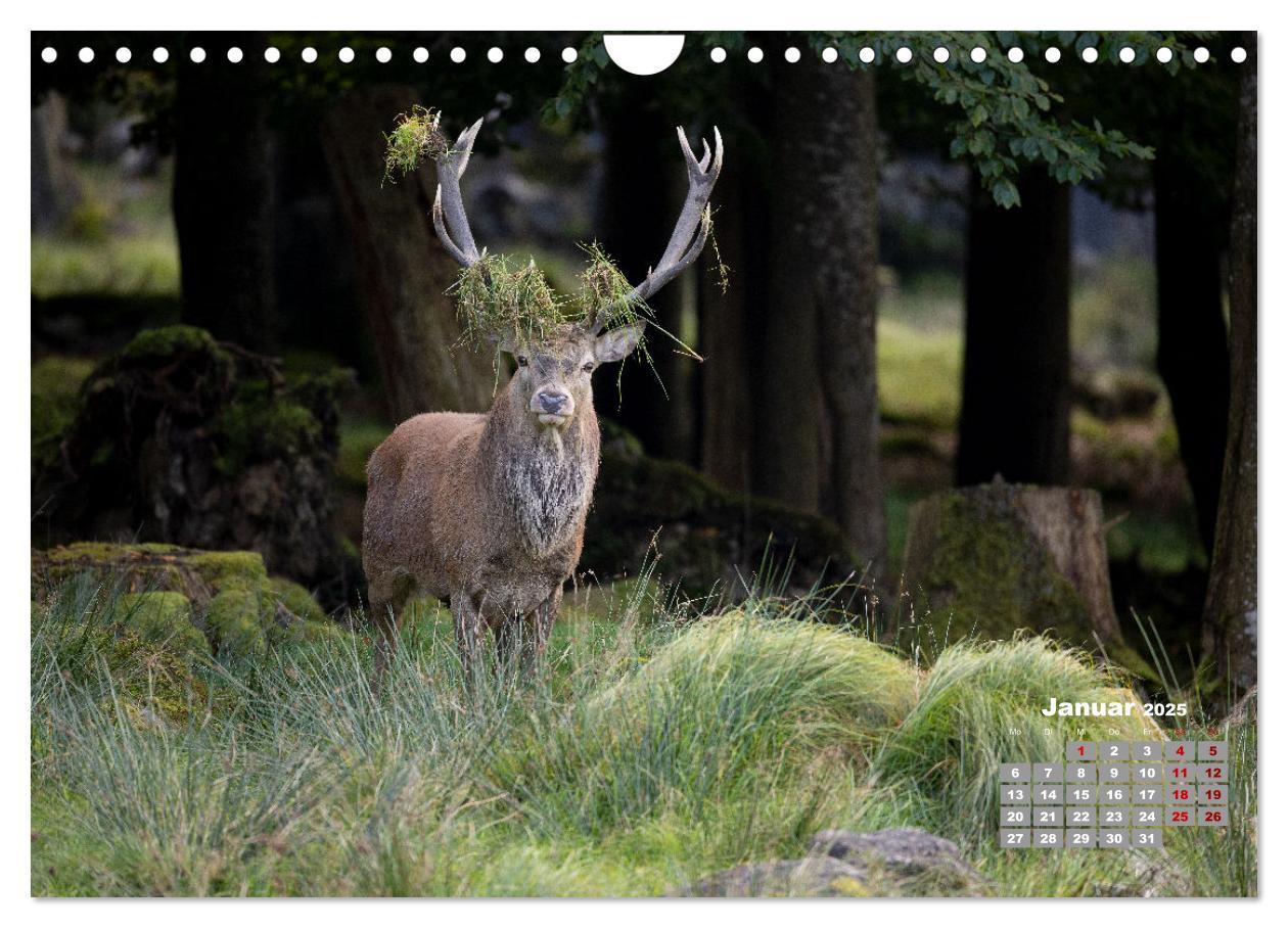 Bild: 9783435004065 | Krafttier Hirsch (Wandkalender 2025 DIN A4 quer), CALVENDO...