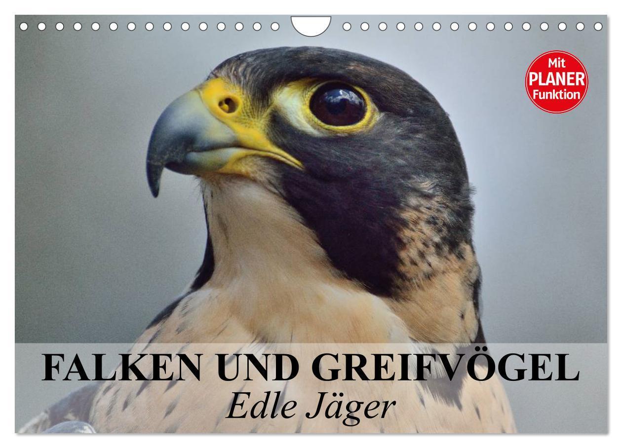 Cover: 9783435549535 | Falken und Greifvögel - Edle Jäger (Wandkalender 2025 DIN A4 quer),...