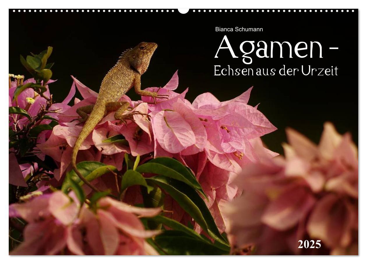 Cover: 9783435690596 | Agamen - Echsen aus der Urzeit (Wandkalender 2025 DIN A2 quer),...