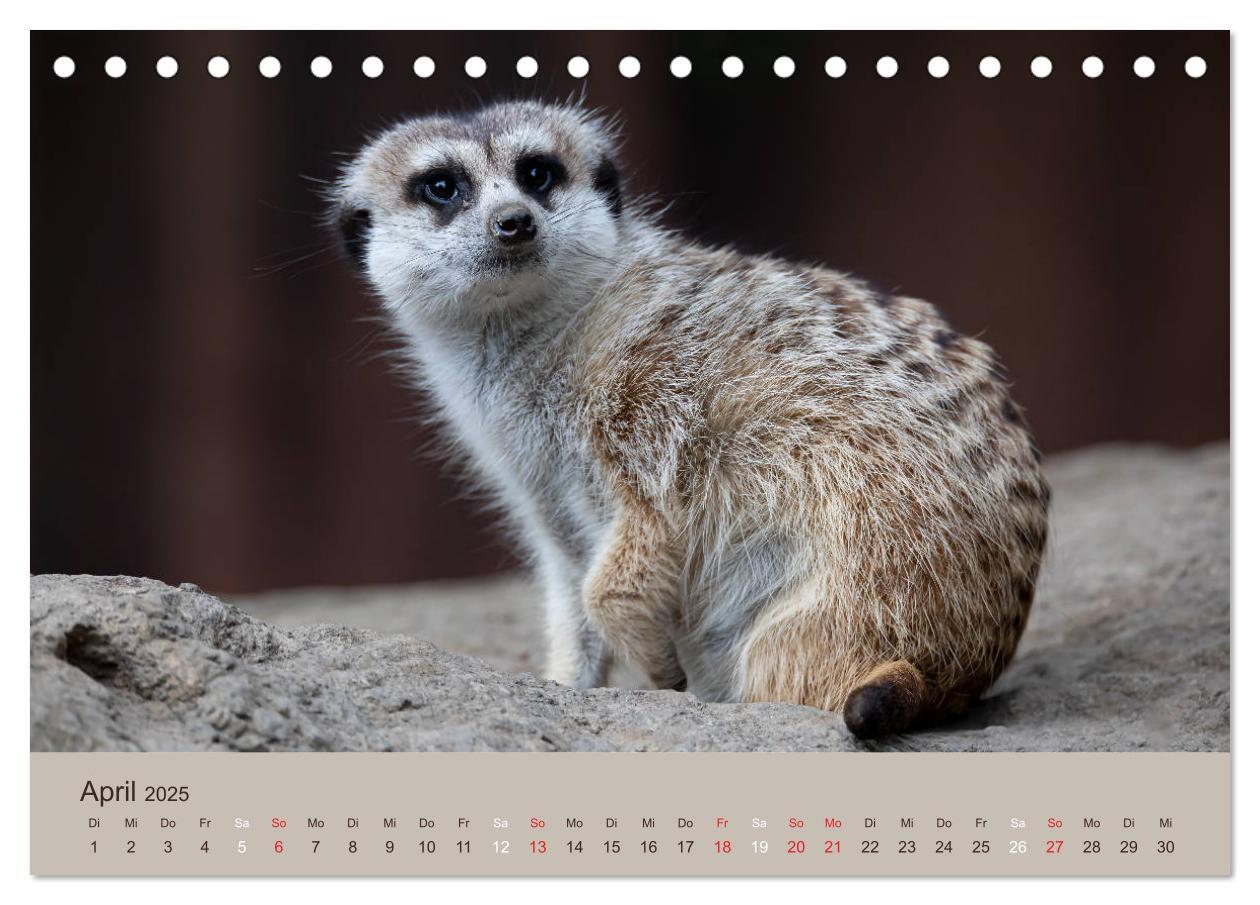 Bild: 9783435210206 | Quirlige Erdmännchen (Tischkalender 2025 DIN A5 quer), CALVENDO...