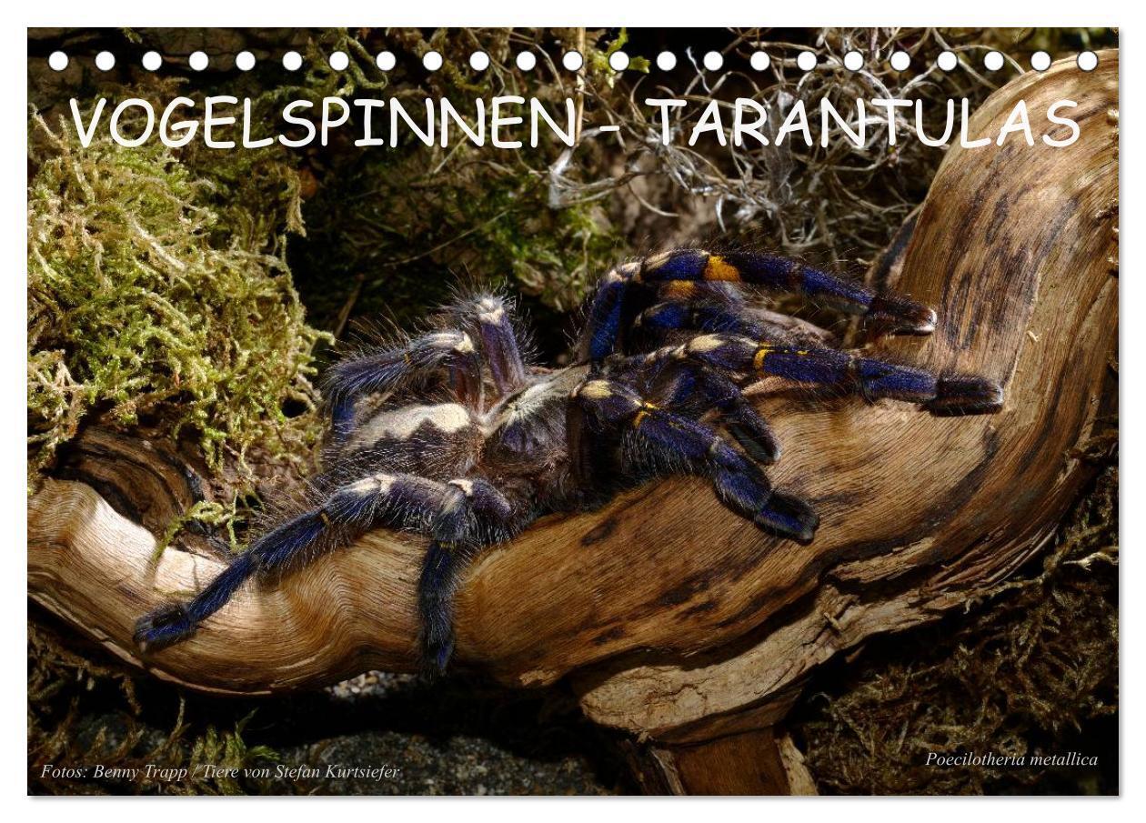 Cover: 9783675768109 | Vogelspinnen - Tarantulas (Tischkalender 2024 DIN A5 quer),...