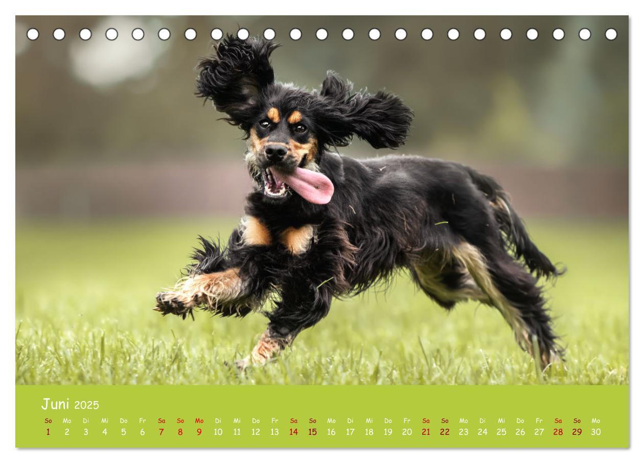 Bild: 9783383951633 | Englischer Cocker Spaniel (Tischkalender 2025 DIN A5 quer),...