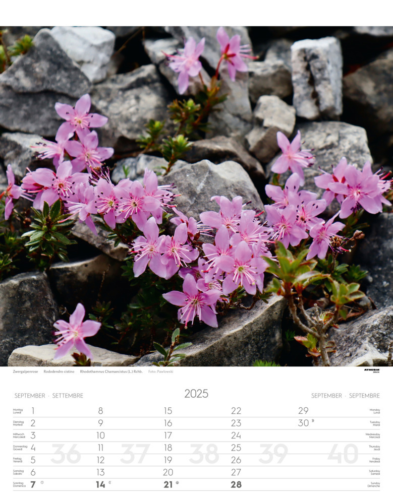 Bild: 9788868397425 | Alpenblumen Kalender 2025 | Fiori alpini - Alpine flowers | Verlag