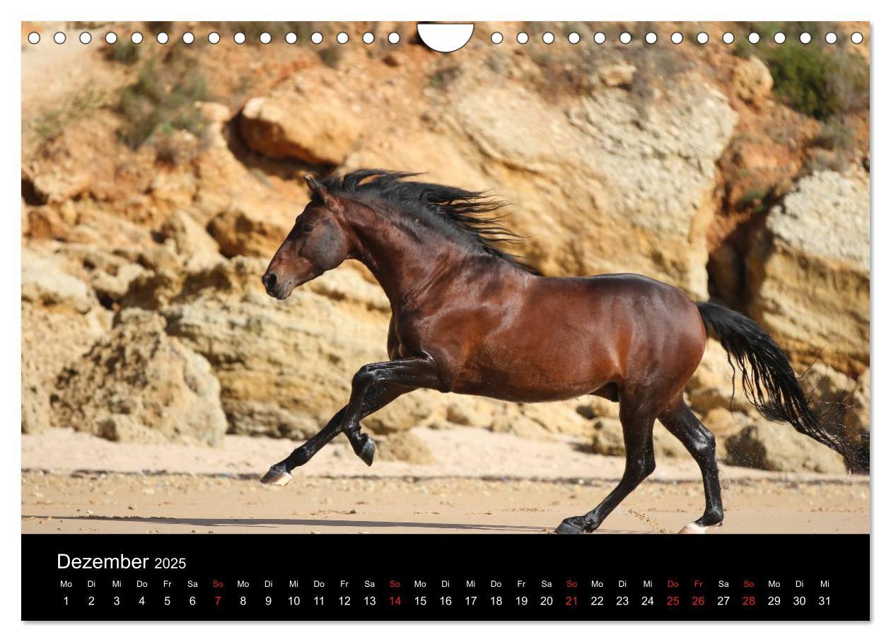 Bild: 9783435567126 | Caballos Spanische Pferde 2025 (Wandkalender 2025 DIN A4 quer),...