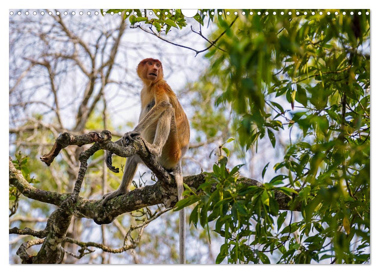 Bild: 9783435219087 | Nasenaffen von Borneo (Wandkalender 2025 DIN A3 quer), CALVENDO...