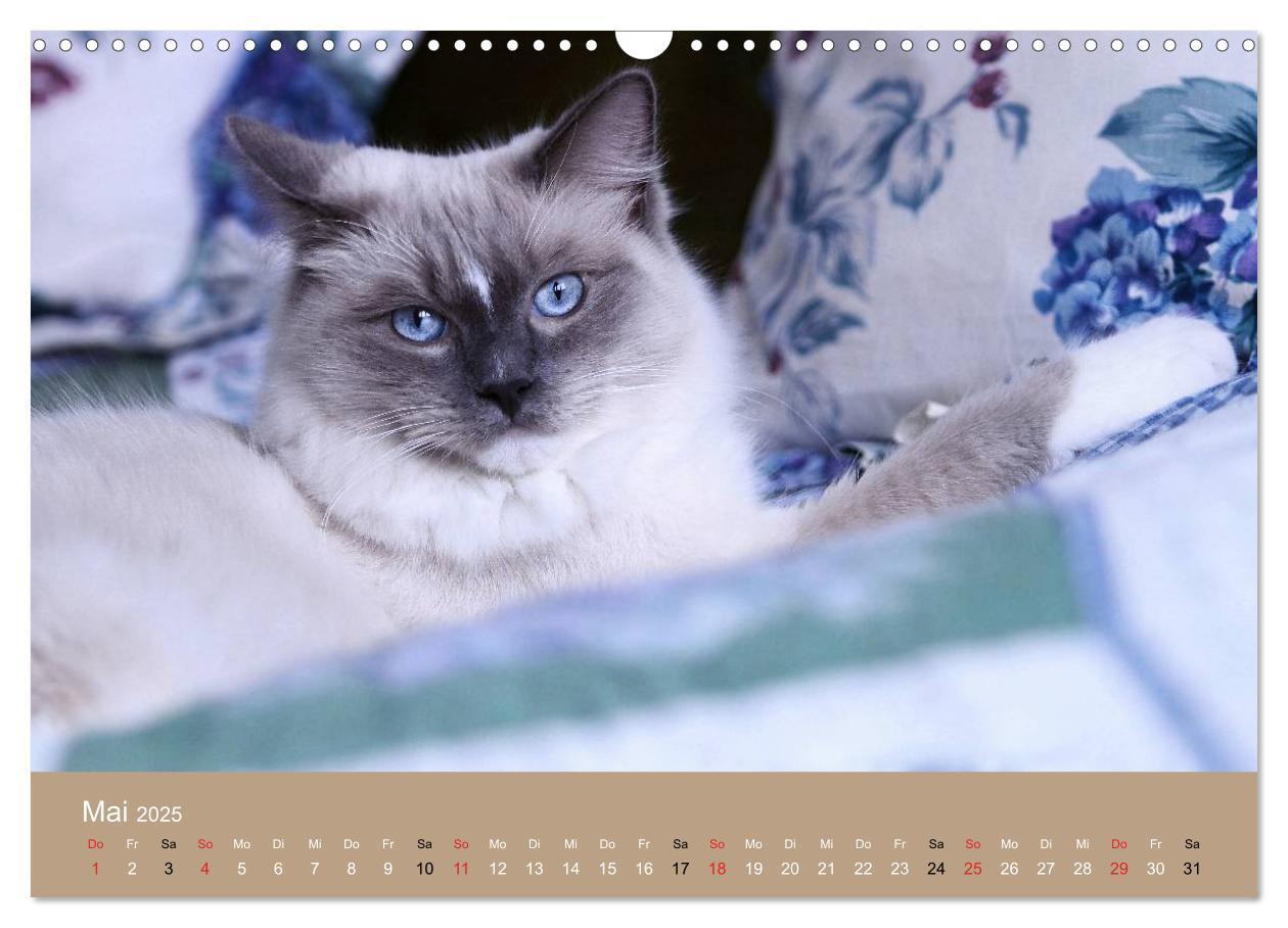 Bild: 9783435491858 | Verliebt in Ragdolls ... die sanfte Katzenrasse (Wandkalender 2025...