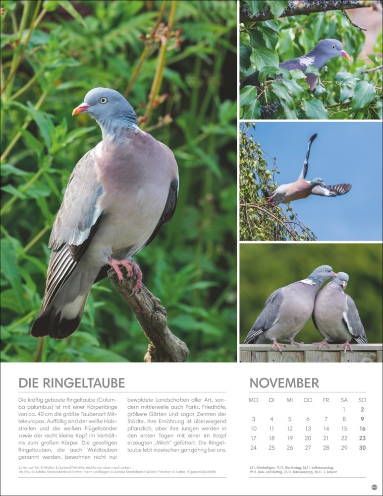 Bild: 9783756405336 | Vögel in unseren Gärten Posterkalender 2025 | Kalender | Spiralbindung