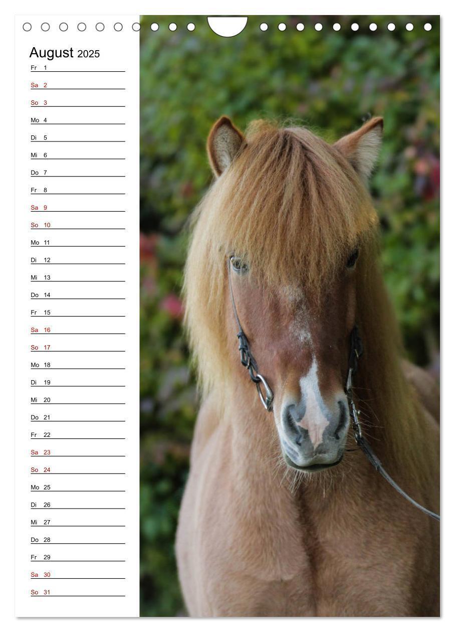 Bild: 9783435974733 | Isländer im Portrait (Wandkalender 2025 DIN A4 hoch), CALVENDO...