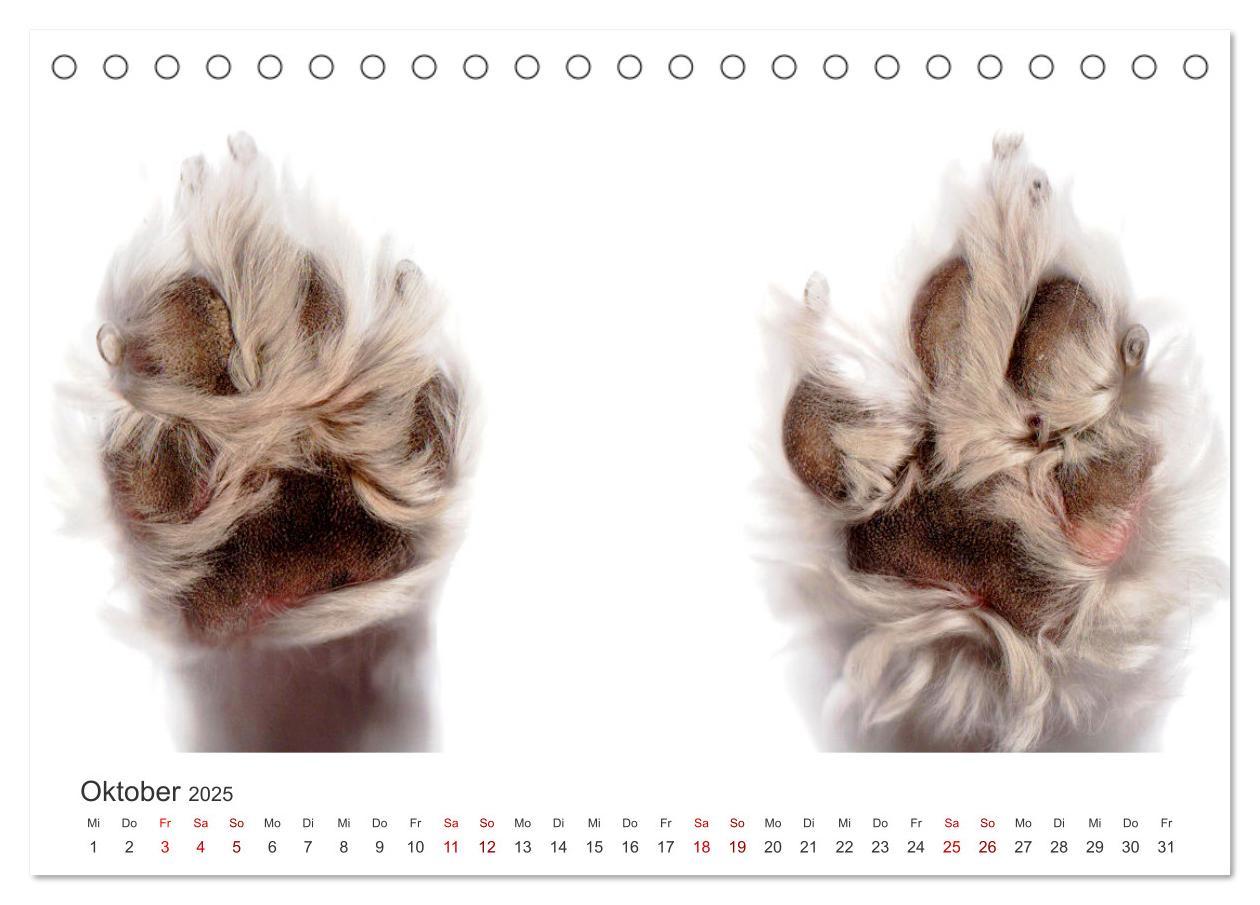 Bild: 9783383928758 | Pudel - Die flauschigen Lockenköpfe. (Tischkalender 2025 DIN A5...