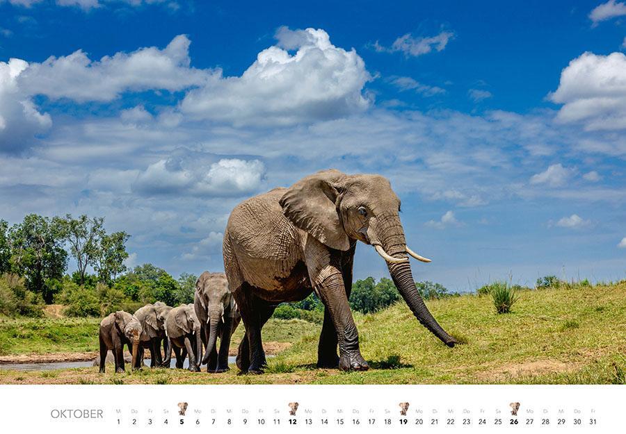 Bild: 9783966648127 | Elefanten Kalender 2025 | J. -L. Klein (u. a.) | Kalender | 14 S.