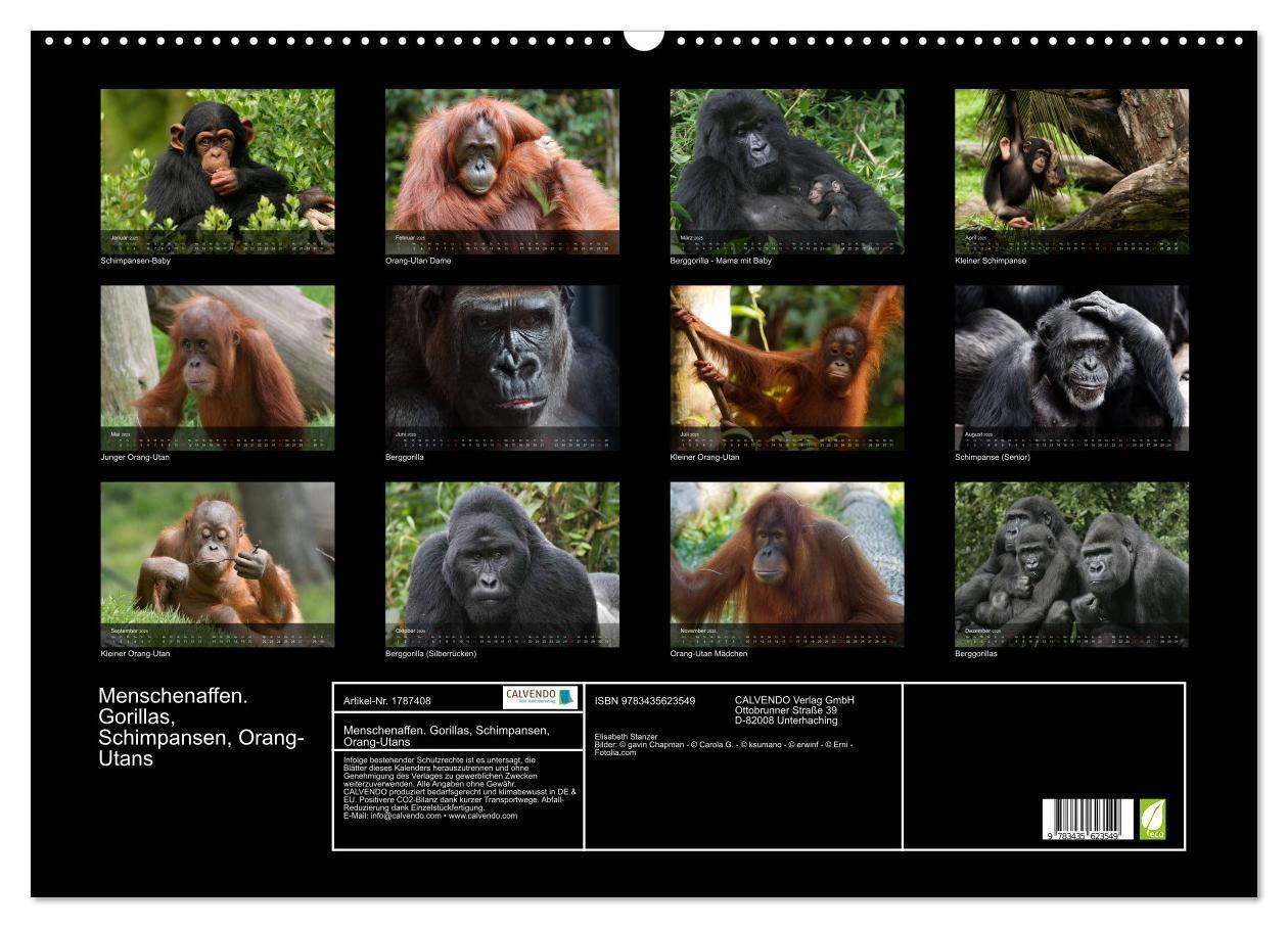 Bild: 9783435623549 | Menschenaffen. Gorillas, Schimpansen, Orang-Utans (Wandkalender...