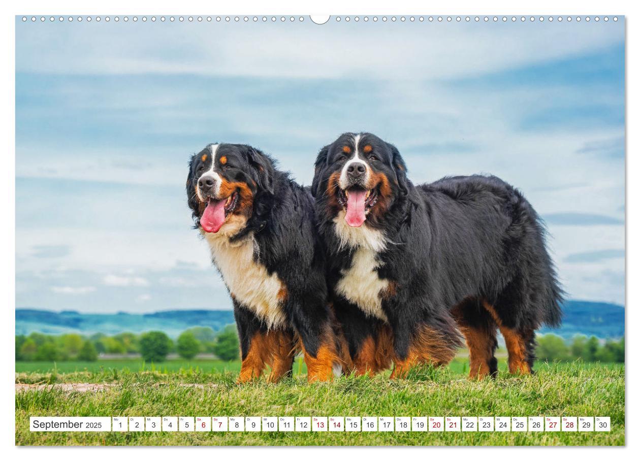 Bild: 9783383848292 | Berner Sennenhund - Ein Freund auf vier Pfoten (Wandkalender 2025...