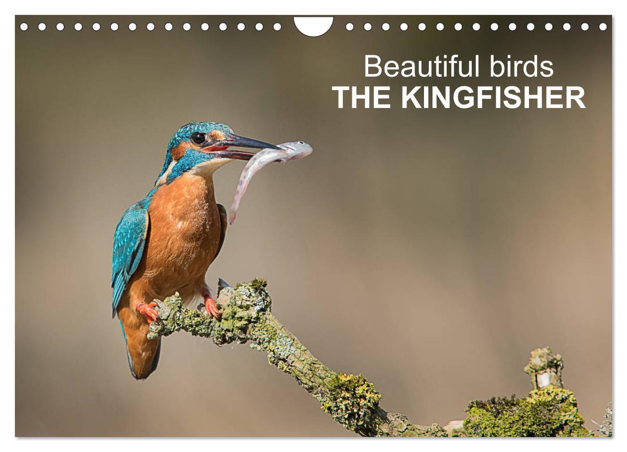Cover: 9781325873586 | Beautiful birds THE KINGFISHER (Wall Calendar 2024 DIN A4...