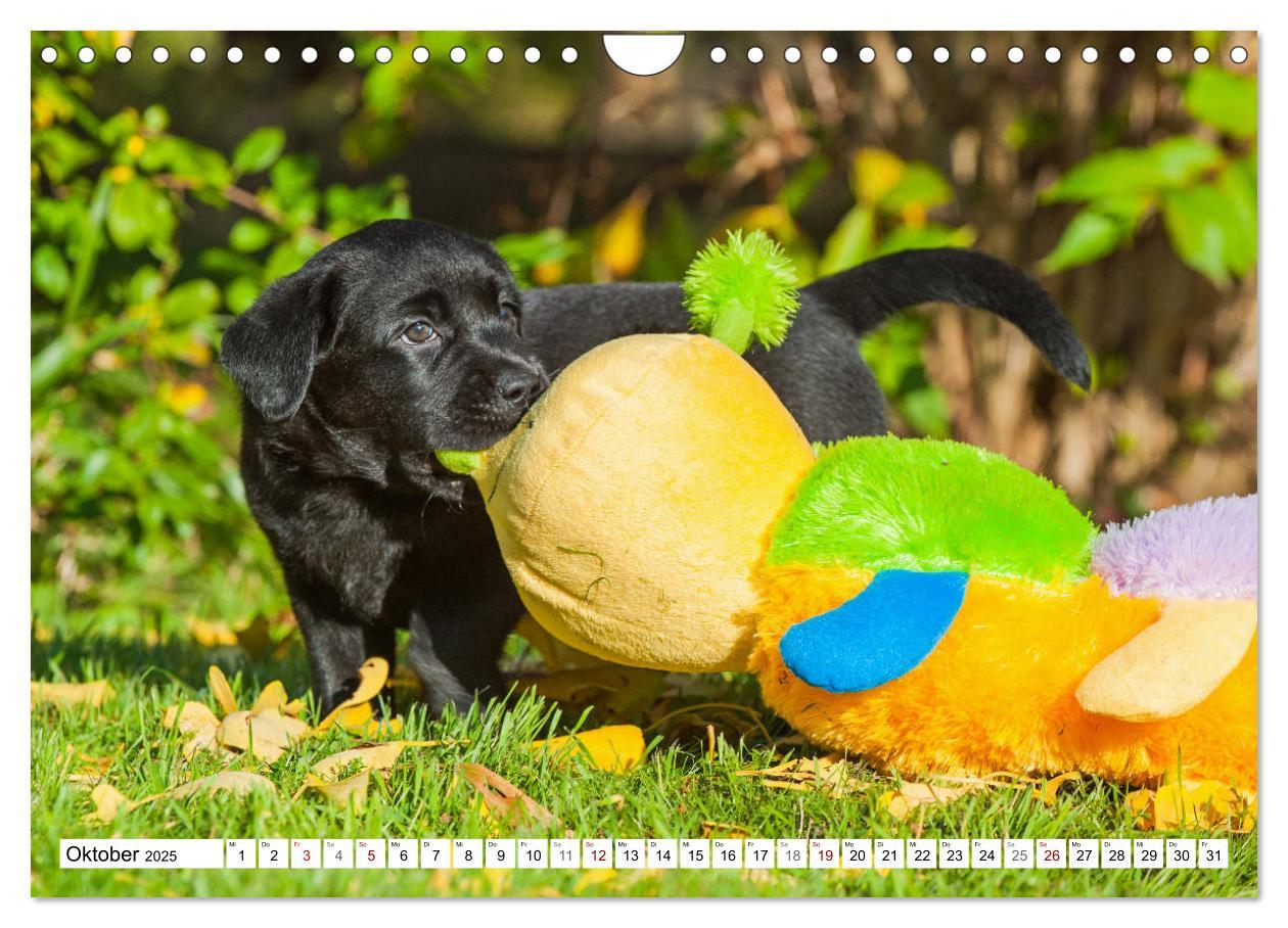 Bild: 9783435313037 | Freund auf 4 Pfoten - Labrador Retriever (Wandkalender 2025 DIN A4...