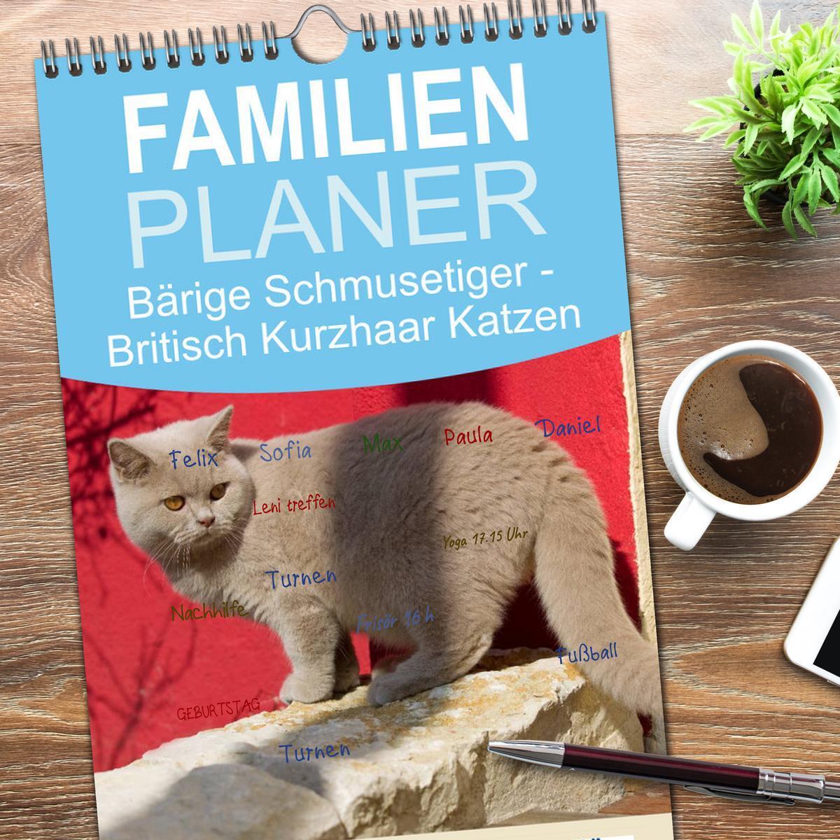 Bild: 9783457121818 | Familienplaner 2025 - Bärige Schmusetiger - Britisch Kurzhaar...