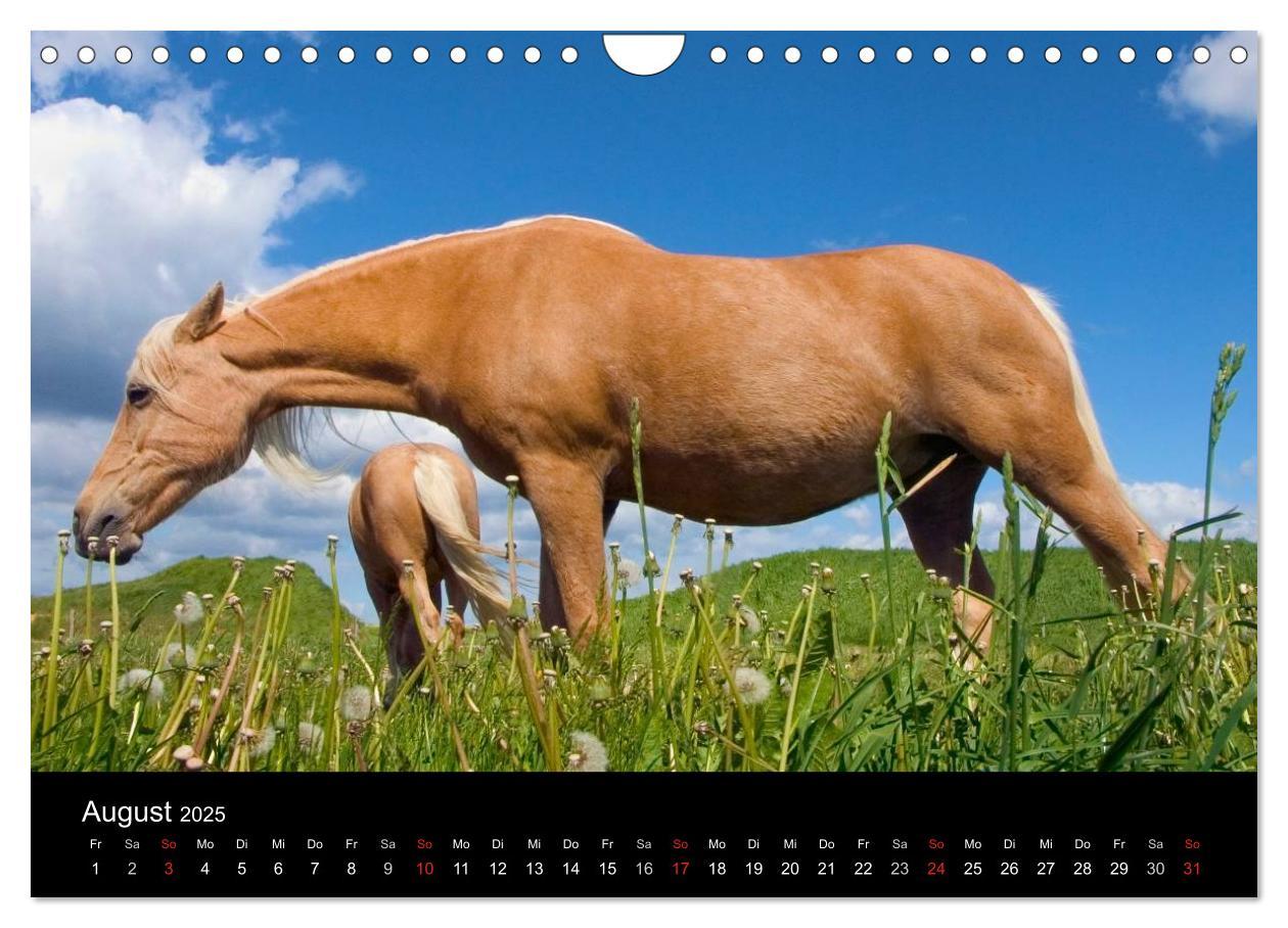 Bild: 9783435565139 | Wunderschöne Haflingerwelt (Wandkalender 2025 DIN A4 quer),...