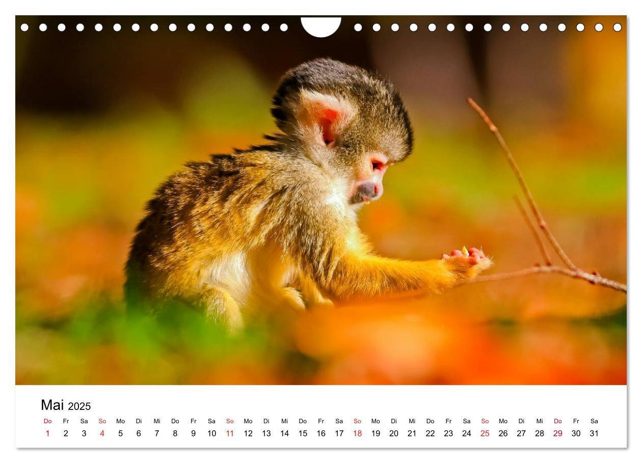 Bild: 9783435491100 | Totenkopfaffen (Wandkalender 2025 DIN A4 quer), CALVENDO...