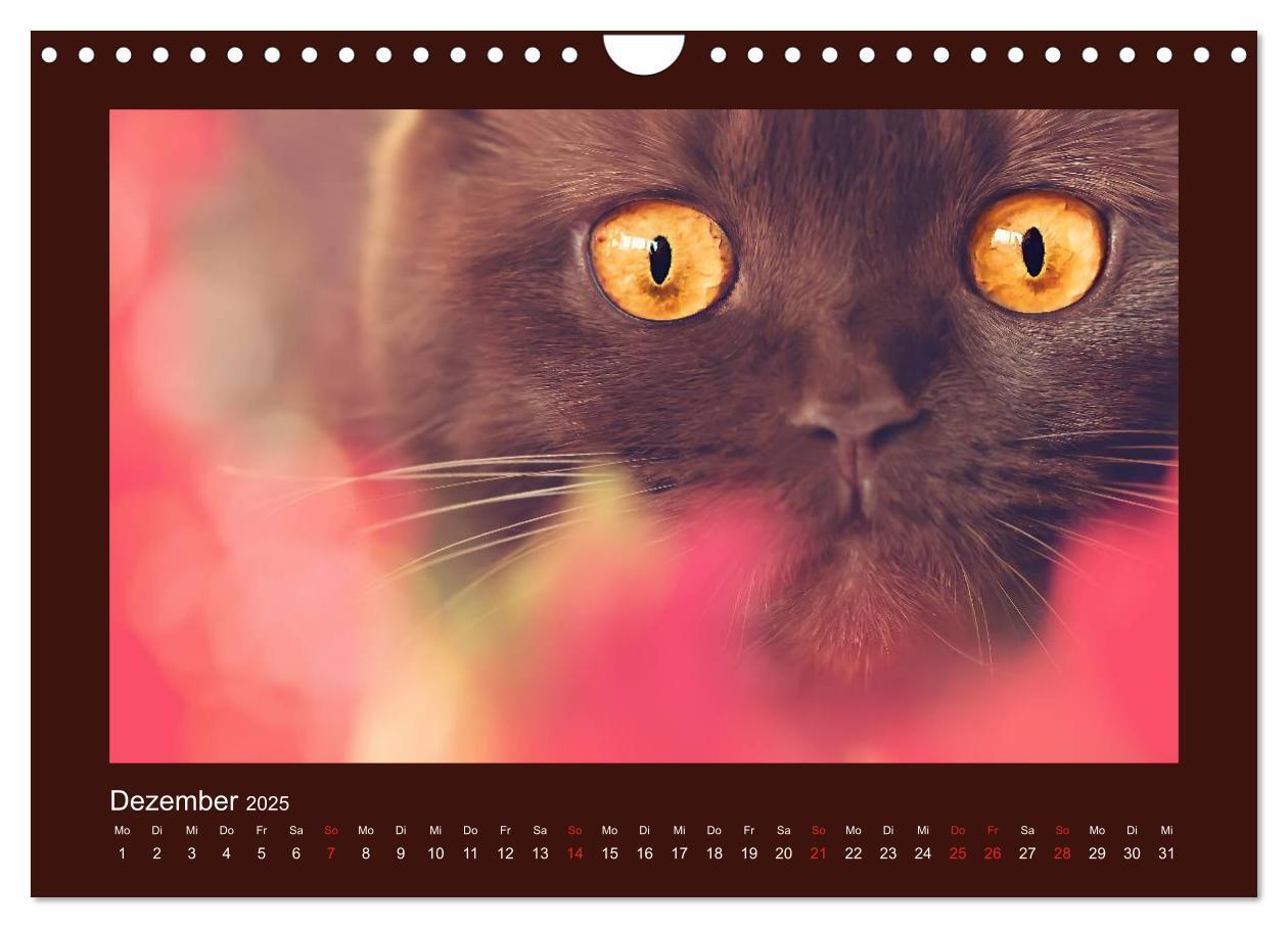 Bild: 9783435482917 | Britisch Kurzhaar Katzen - Poesie fürs Auge (Wandkalender 2025 DIN...