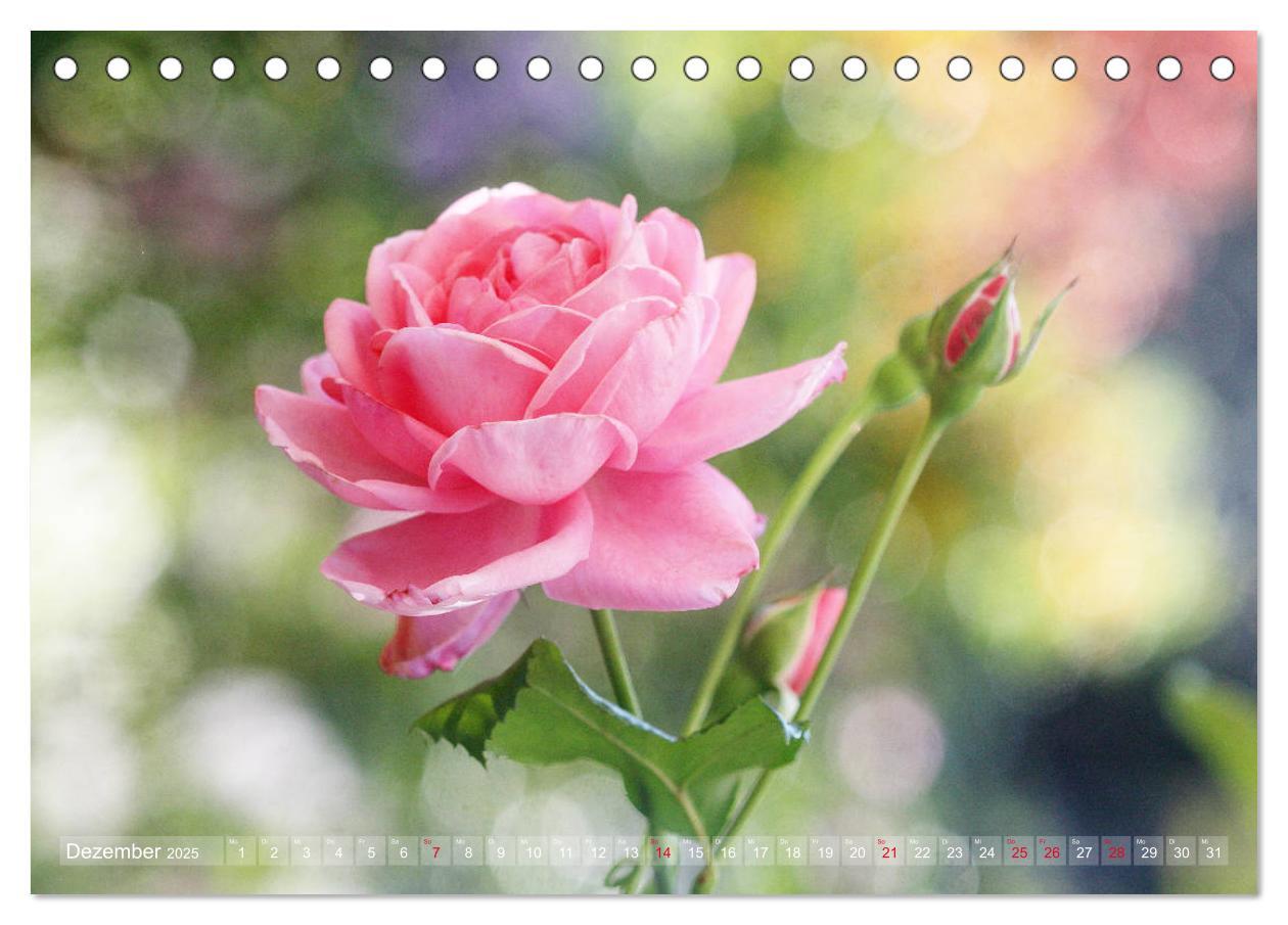 Bild: 9783435294534 | Stolze Rosen (Tischkalender 2025 DIN A5 quer), CALVENDO Monatskalender