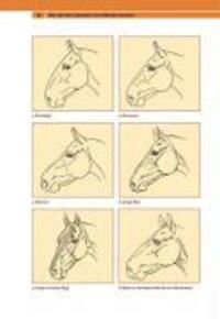 Bild: 9783440111864 | Die Persönlichkeit Ihres Pferdes | Linda Tellington-Jones (u. a.)