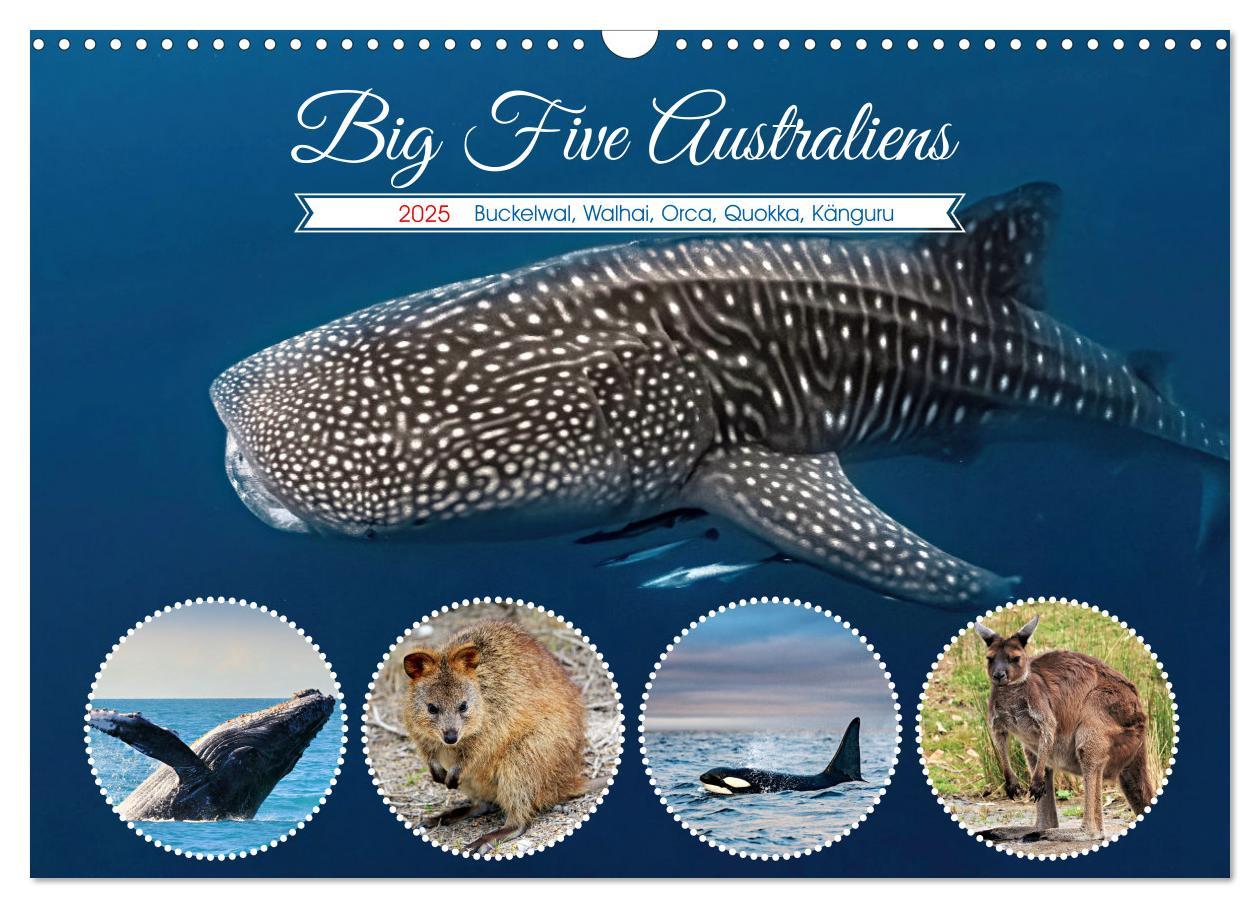 Cover: 9783383864384 | Big Five Australiens Buckelwal, Walhai, Orca, Quokka,Känguru...