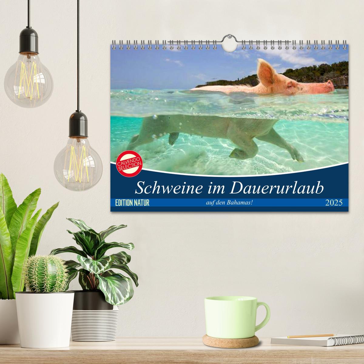 Bild: 9783435421459 | Schweine im Dauerurlaub auf den Bahamas! (Wandkalender 2025 DIN A4...