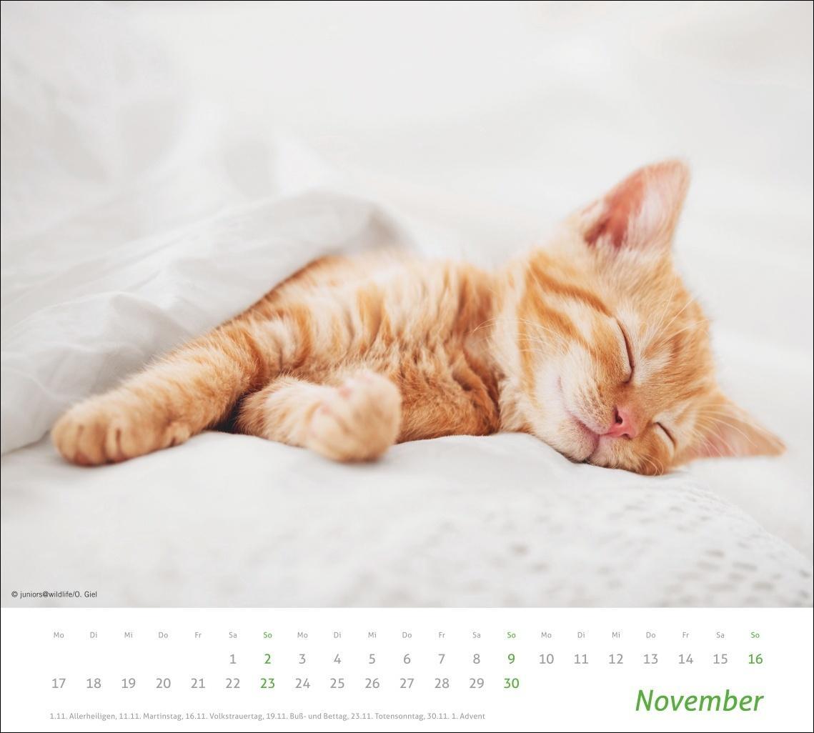 Bild: 9783756406852 | Katzen Bildkalender 2025 | Heye | Kalender | times&amp;more Kalender Heye