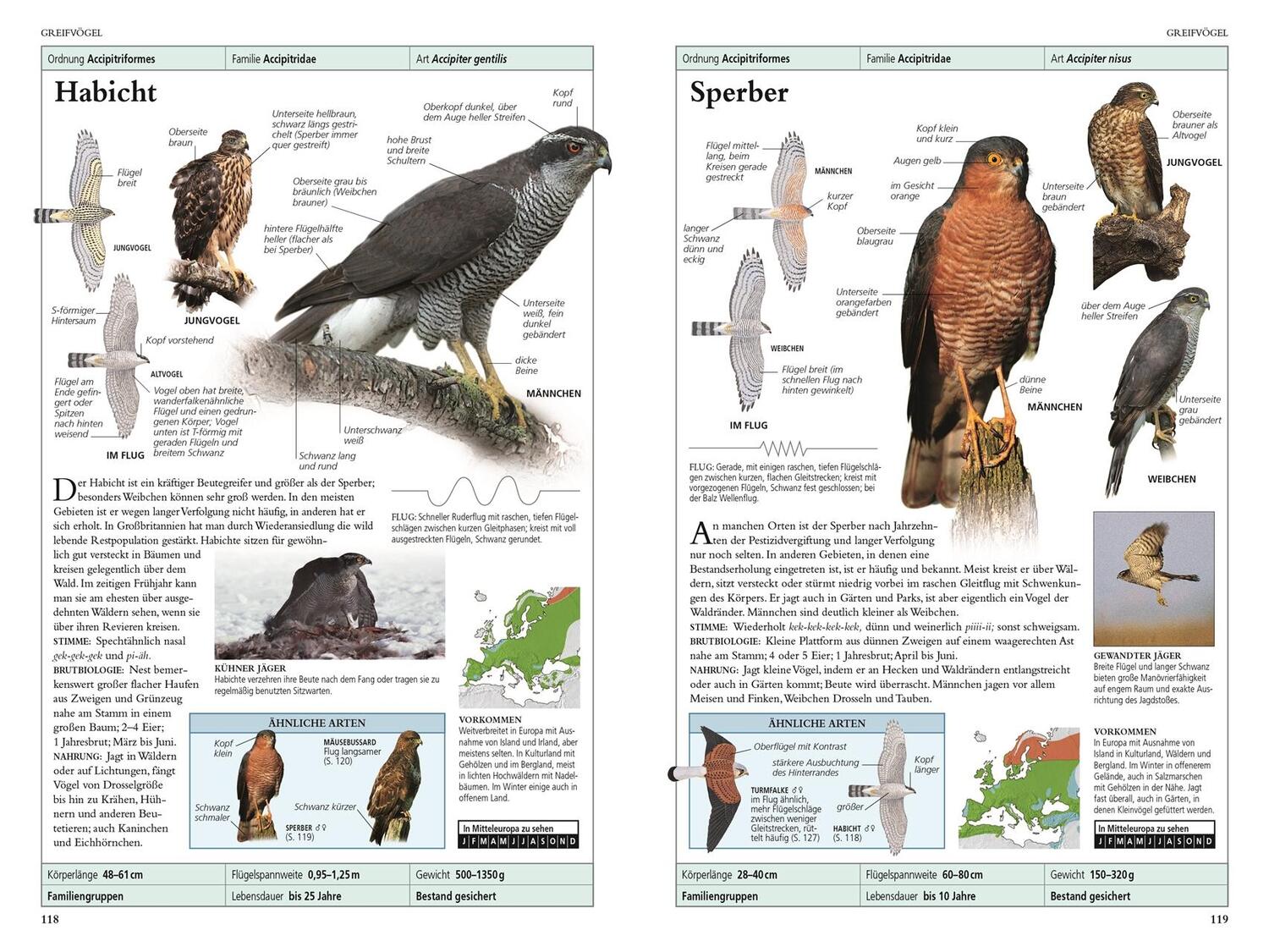 Bild: 9783831039050 | Vögel in Europa | Rob Hume | Taschenbuch | 480 S. | Deutsch | 2020